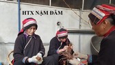 Members of the Nam Dam Cooperative are cleaning herbs (Photo: SGGP)