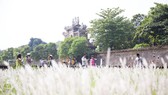 Cogon grasses blossom outside Forbidden Purple City in Hue Citadel