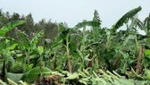 Whirlwind blows up more than 1,340 hectares of banana cultivation at U Minh Thuong District. (Photo: Sa Thuong)