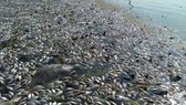 Massive fishes die in upstream Sai Gon River