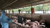 Phấn đấu năm 2030, ngành chăn nuôi xuất khẩu 15-30% sản phẩm chăn nuôi