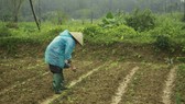 nông dân gặp khó vì trời lạnh kéo dài