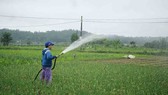Quảng Ngãi: Rau xanh tăng giá mở chợ đầu năm