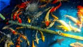 20 tuổi “sở hữu” trại cá Koi khởi nghiệp ở Quảng Ngãi