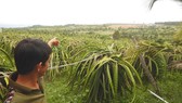 Người dân bức xúc vì trang trại heo quy mô lớn gây ô nhiễm