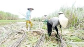 Khi cây mía bị mất chữ đường