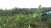 Sao vẫn chưa nhận được tiền đền bù?