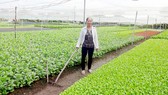 Trên 1.000 hộ nông dân Bình Định tham gia trồng rau an toàn