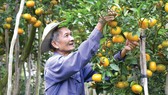Về miền Tây ăn Tết sớm