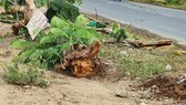 Công ty CP Công trình Đô thị Sóc Trăng lên tiếng về sự cố cây phượng bật gốc, đè chết người