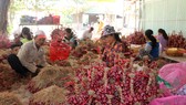 Hành tím Vĩnh Châu hiện đang tồn hơn 51.000 tấn chưa thể tiêu thụ được. Ảnh: TUẤN QUANG