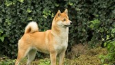 Phim điện ảnh Việt ráo riết tìm diễn viên “4 chân”