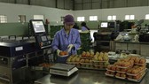 Mở rộng mô hình trung tâm sau thu hoạch tại Lâm Đồng