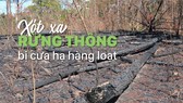 Xót xa rừng thông bị cưa hạ hàng loạt