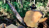 Rừng bạch tùng hơn trăm năm tuổi tại Lâm Hà, Lâm Đồng bị “xẻ thịt“