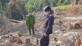 Phạt 2 đối tượng phá rừng phòng hộ tại Đà Lạt 200 triệu đồng