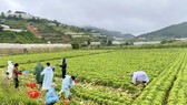 Thêm nhiều xe rau, củ từ Lâm Đồng hỗ trợ vùng dịch ở TPHCM và Phú Yên