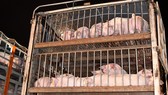 Quý 4, sẽ bổ sung 11 triệu con heo giống cho tái đàn