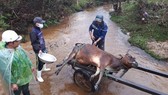 Hàng trăm gia súc chết cóng, “huyện báo cáo 2, tỉnh bảo 1”