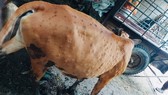 Tiêu hủy gần 10.000 con trâu, bò vì bệnh lạ