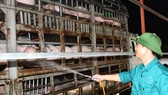 Việt Nam khẩn cấp dừng nhập heo của Thái Lan vì phát hiện dịch tả heo châu Phi