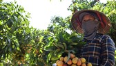 Lô vải thiều Việt Nam đầu tiên đi EU theo EVFTA