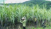 Đường Thái Lan bị đánh thuế 47,64%