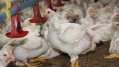 Nông sản dư thừa, thịt gà còn 10.000 đồng/kg nhưng chợ vẫn thiếu