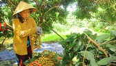 Tìm thị trường cho nhãn Sóc Trăng, Đồng Tháp