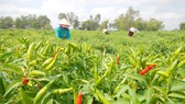 Nông sản Việt Nam xuất sang Trung Quốc gặp khó khăn