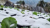 Rét đậm rét hại xảy ra sớm, Ban Chỉ đạo quốc gia yêu cầu kết hợp phòng chống rét với phòng chống dịch