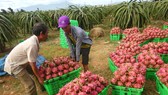 Giá thanh long đang tăng cao kỷ lục
