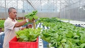 A farmer harvests hydroponic vegetables grown in a hothouse in Buon Ma Thuot in the Central Highlands province of Dak Lak. (Photo: VNA/VNS)