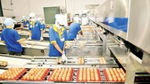 An egg processing plant in HCMC (Photo: SGGP)