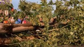 Typhoon Podul’s fury uprooted lots of trees in Hanoi on August 29 (Photo: SGGP)