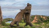 It is estimated there are about 5,700 Komodo dragons in the wild (Source: https://www.theguardian.com)