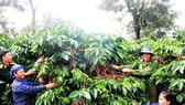 Cà phê xuất khẩu có giá giảm 14,2% khiến kim ngạch giảm 6%
