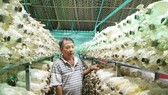 Một trang trại nấm. Ảnh: MAI HOA