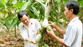 Giá ca cao biến động ở mức 4.500-5.000 đồng/kg