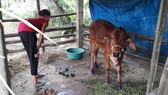 Người dân lo lắng khi bò mới tiếp nhận đã đổ bệnh