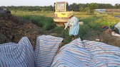 Cơ quan chức năng ở tỉnh Hà Tĩnh tiến hành xử lý, tiêu hủy số heo bị dịch