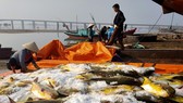 Ngư dân trúng mẻ cá chim vây vàng