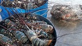 Tôm hùm thương phẩm, đủ kích cỡ chết hàng loạt tại vùng biển Sông Cầu (Phú Yên) trong các ngày từ 24 đến 26-5 và 1 đến 6-6-2017