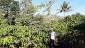 Đời sống người dân xã Đắk Ui đổi thay nhờ chuyển đổi cơ cấu cây trồng
