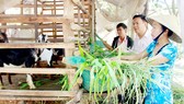 Chị Trần Thị Mỹ Huệ (xã Hồ Đắc Kiện, huyện Châu Thành, tỉnh Sóc Trăng) nuôi dê từ nguồn vốn vay hỗ trợ thoát nghèo