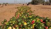 Thất thoát, lãng phí thực phẩm gây thiệt hại khoảng 2% GDP