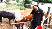 Anh Lê Đình Luận (bố của Lân) chăm sóc hai con bò để lo tiền ăn học cho con trai ở TPHCM
