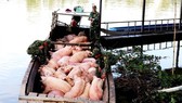 Ngăn chặn nhập lậu heo