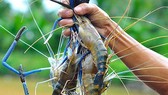 Nhiều triển vọng nuôi tôm càng xanh trên vùng đất đá ong