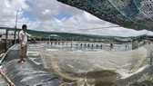 Ông Phan Văn Quẹo phấn khởi sau 2 vụ nuôi tôm công nghệ cao đạt kết quả tốt